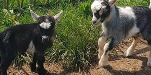 Say hello to our newborn baby goats