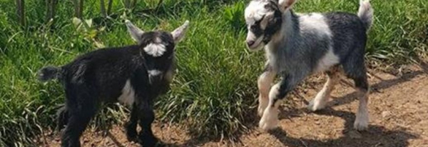 Say hello to our newborn baby goats