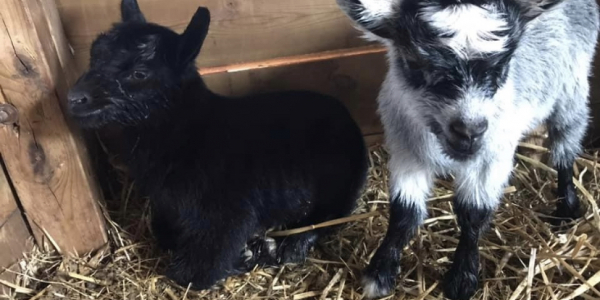 Meet Storm & Eunice our Kid Goats