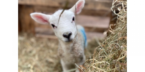 Lambing at Cantref