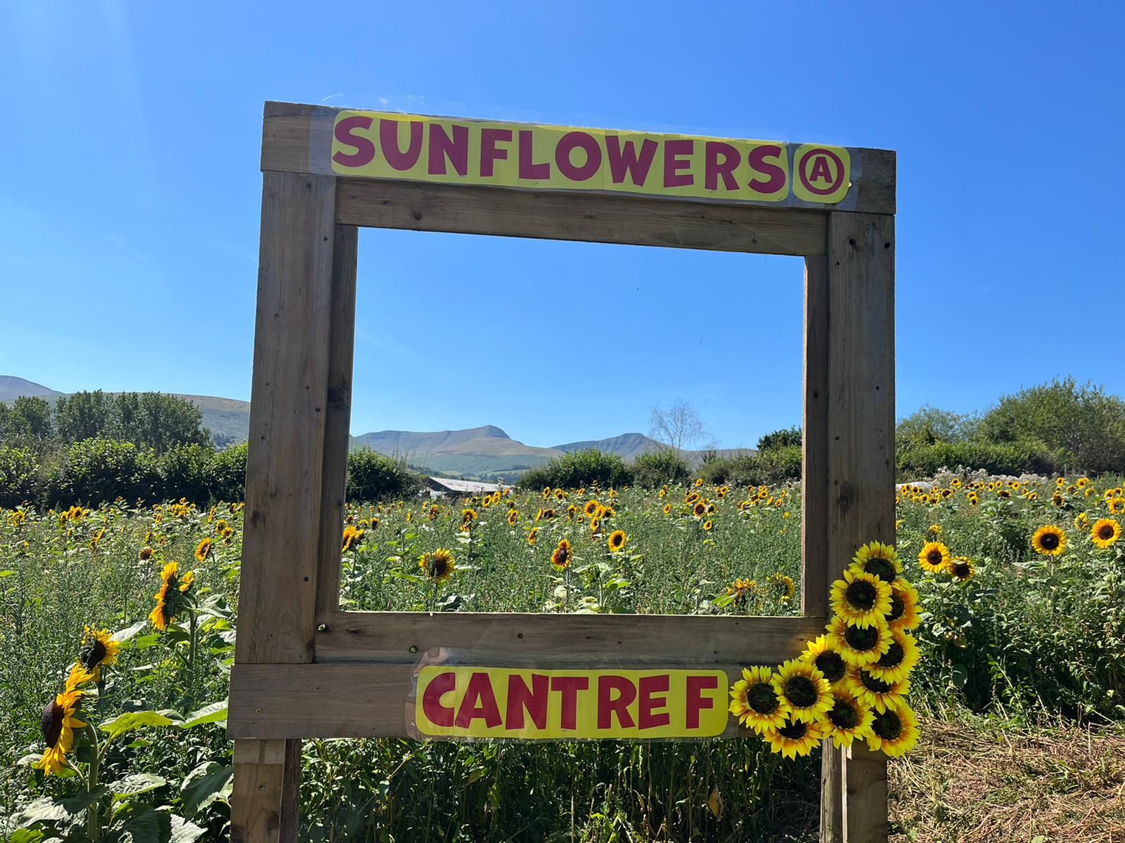 Maize Maze and Sunflower Patch at Cantref
