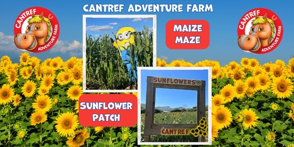 Maize Maze and Sunflower Patch at Cantref Adventure Farm